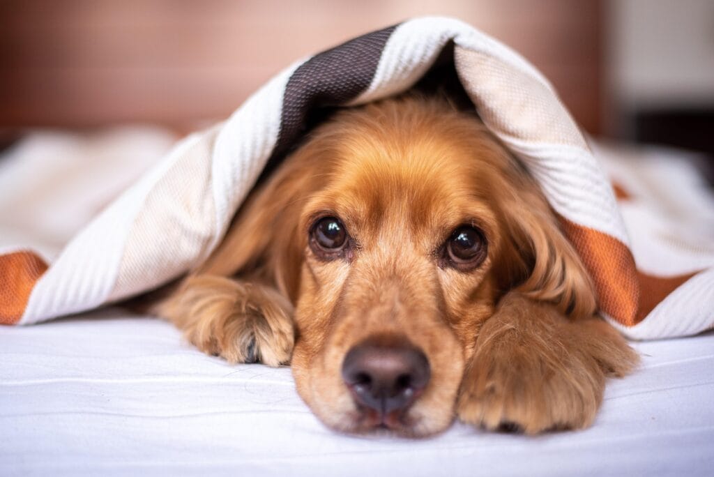 Urine d'animaux, 4 méthodes de confiance